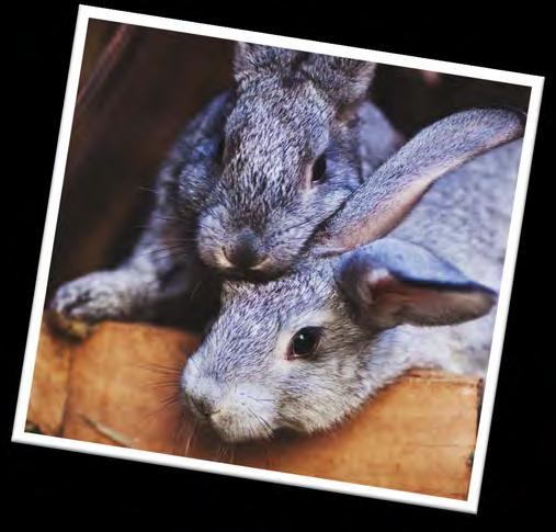 rabbit care 101 This basic care guide will help yu keep yur pet healthy and happy.