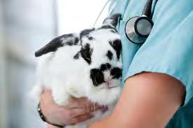 end Severe diarrhea Grinding teeth ludly Lss f weight. See yur vet immediately if yur rabbit has any f the abve symptms.