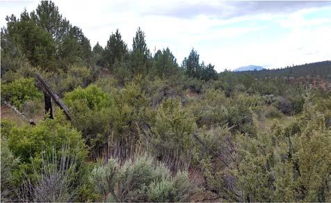 The Rimrock Ranch and Alder Springs release sites are located along Whychus Creek and are characterized by western juniper (Juniperus occidentalis) woodlands (Image 1), ponderosa pine (Pinus