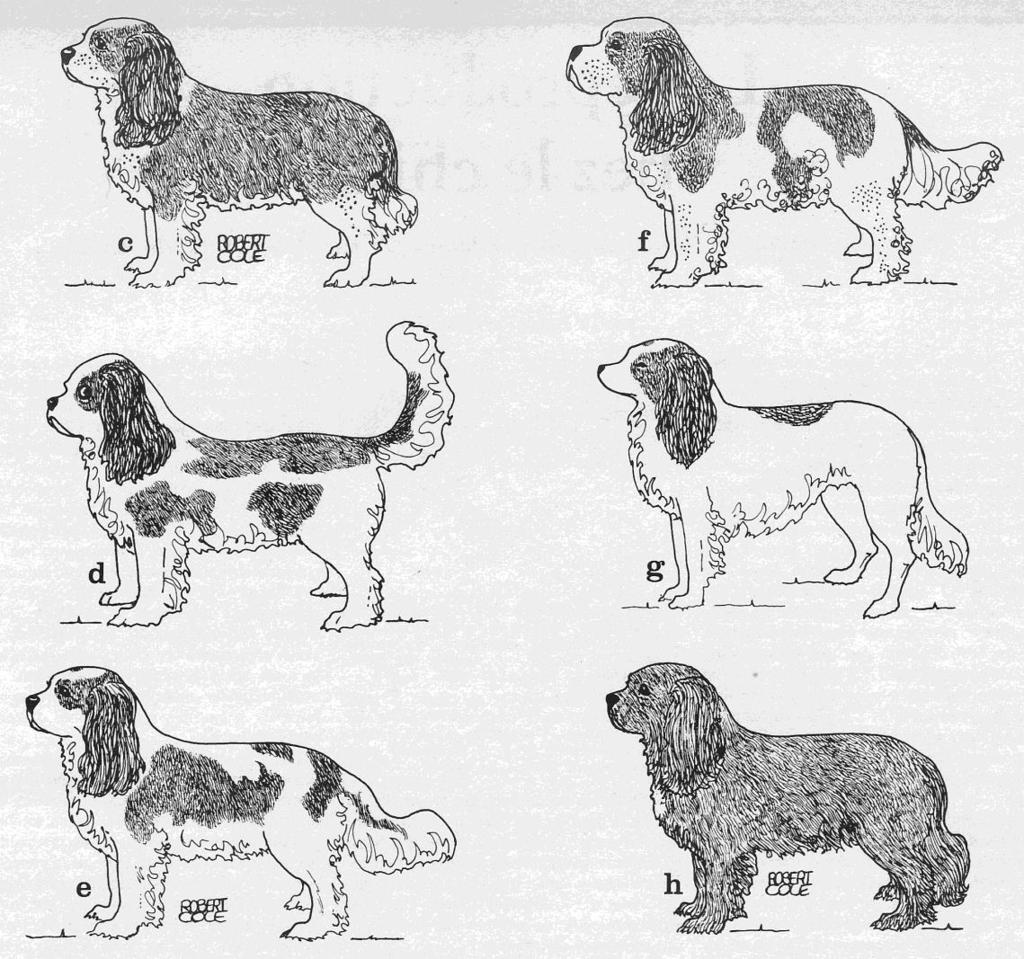 come back and we will discuss each dog individually and in doing so focus on those aspects considered most important to this breed.
