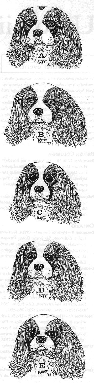 YOU BE THE JUDGE By Robert Cole From Dogs in Canada, December 1995 THE CAVALIER KING CHARLES SPANIEL FIVE HEADS Decide which one of these five Cavalier King Charles Spaniel heads best represents