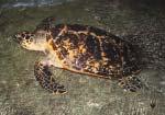 Photo - Basudev Tripathy Photo - Kartik Shanker Photo - Kartik Shanker Photo - Mathew Godfrey Green Turtle (Chelonia mydas) Period of Nesting: Night Clutch /Season 4-6 Re - nesting interval 10-14