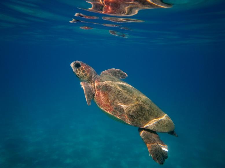 What are Marine Turtles?