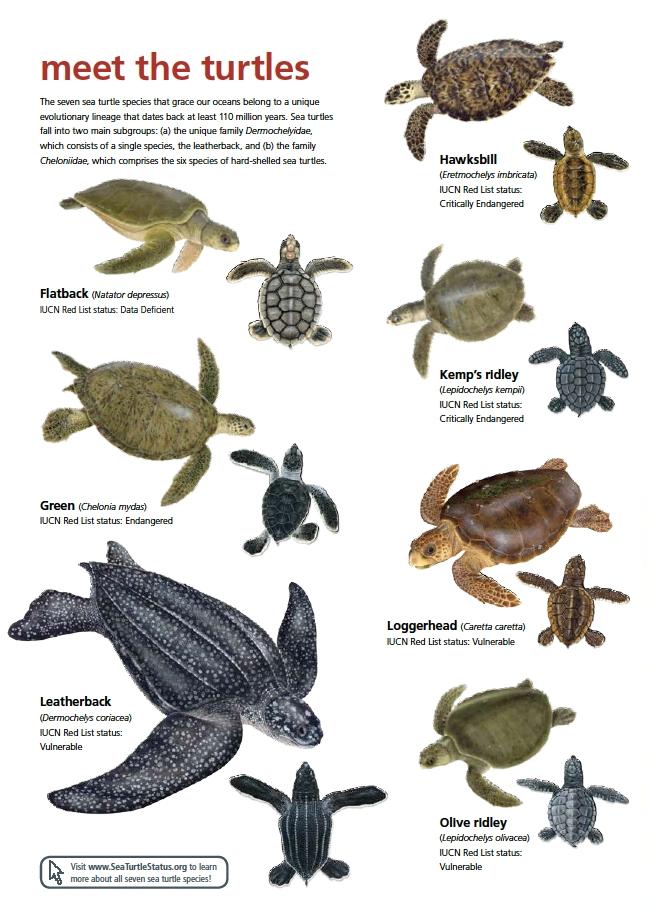 7 species of sea turtles in the world All the 7 species are included in the IUCN Red List of Threatened Species: Flatback (Natator depressus) Status: Data Deficient Green Turtle (Chelonia mydas)