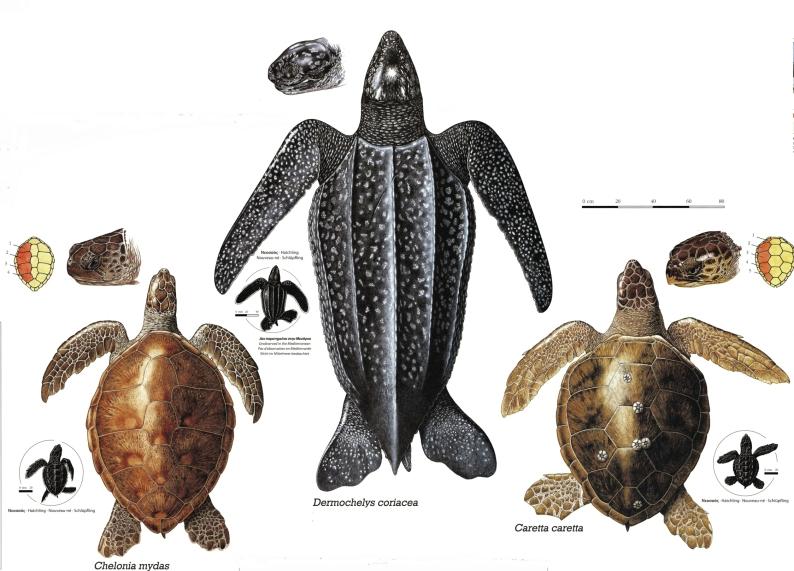 Sea turtle species