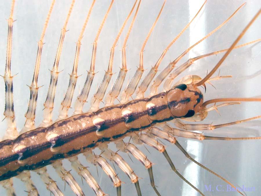 Median dorsal spiracles Subclass Diplopoda- millipedes More diverse