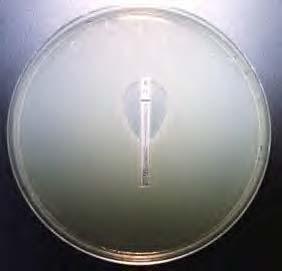 incorporated into a single plastic coated strip. The strip is placed on solid agar onto which the test organism has been streaked.