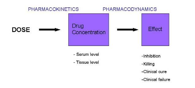 Drug Factors Pharmacokinetics The pharmacokinetic disposition of an agent is an important consideration when choosing antimicrobial therapy.