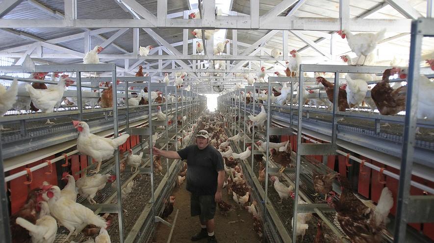 McDonald's switch to cage-free eggs has companies scrambling By Los Angeles Times, adapted by Newsela staff on 10.22.