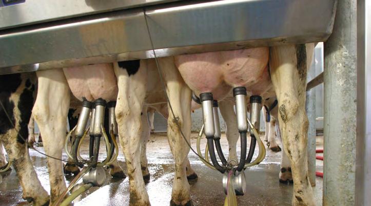 Introduction 1. Bulk Tank Sampling Somatic cell count is one of the key indicators of udder health and has a major impact on milk production and farm costs.
