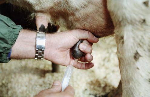 treated with intra- or possibly culling the cow is needed. Another common or mycoplasma will cause a serious problem once they are to determine if their cell counts are normal.