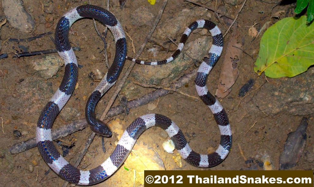 Malayan Krait Blue Krait Bungarus candidus Highly Toxic Venom Adult Malayan (Blue) Krait from Thailand. These are common across much of the country, and have a very potent neurotoxic venom.