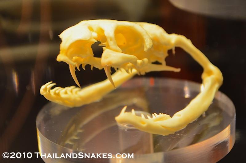 Skull from adult Monocled Cobra shows medium length, strong fangs. Photo from Queen Saovabha Memorial Institute in Bangkok, Thailand. Venom Toxicity: Very toxic, deadly.