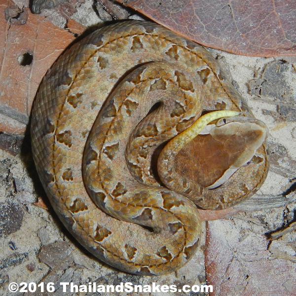 A neonate Malayan Pit Viper showing the white-tipped tail it shakes to bring prey closer. Nickname: Finger rotters given by Al Coritz, Viperkeeper on YouTube.