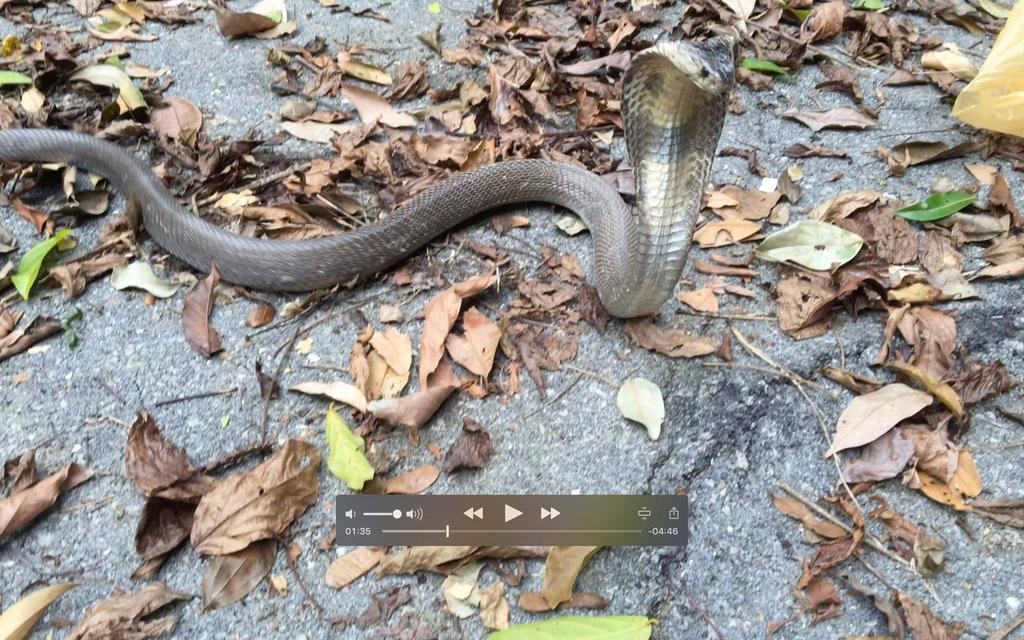 baby cobras. I just heard about Grant Thompson, an 18-year-old man in Austin, Texas who was bitten on the wrist by a monocled cobra and died of cardiac arrest. Authorities are looking for the snake.