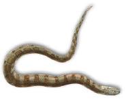 people who are convinced they are poisonous, although they pose no threat at all and in fact are among the most docile of Rhode Island s local snake species.