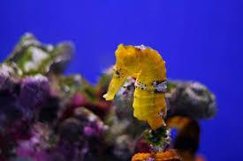 DAY 26 Scientists unlock secrets to seahorses For the first time, scientists have unlocked the secrets to one of the world's most recognizable and unique, but least understood fish the seahorse.