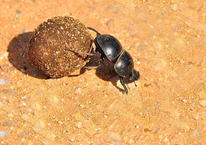 dung beetle But, Javi stopped me.