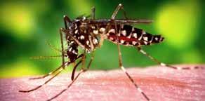 Gathany, CDC Zika Virus is suspected of causing brain defects in babies, resulting in reduced