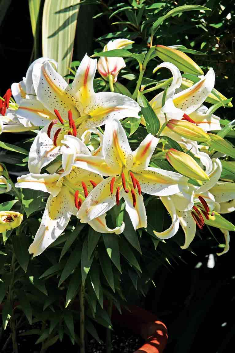 Figure 1. Lilies may look pretty, but are highly toxic to cats, causing acute kidney injury.