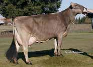 Find more info on each bull at www.stgen.com 151BS01407 TARZAN Wil Rene Jackson Tarzan ET Jackson x Temptation x Vigor 04/2017 CDCB SUMMARY GENOMIC NM$ +325 Milk +661 64R Fluid Merit $ +341 Fat +16 0.