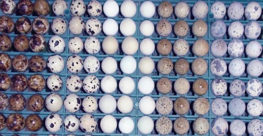 The objectives of this study were to investigate the effect of eggshell color on fertility, hatchability, embryonic mortality and malposition as well as egg quality traits.