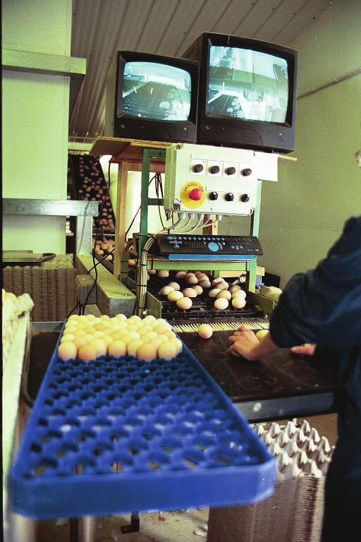 Clean and sanitize egg collection belts at least once per week. Clean and sanitize packing and grading equipment daily.