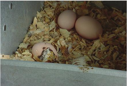 Figure 4: Example of dirty (left) and clean (right) nesting material. As a rule, floor eggs and second grade (cull) eggs should never be used by the hatchery.