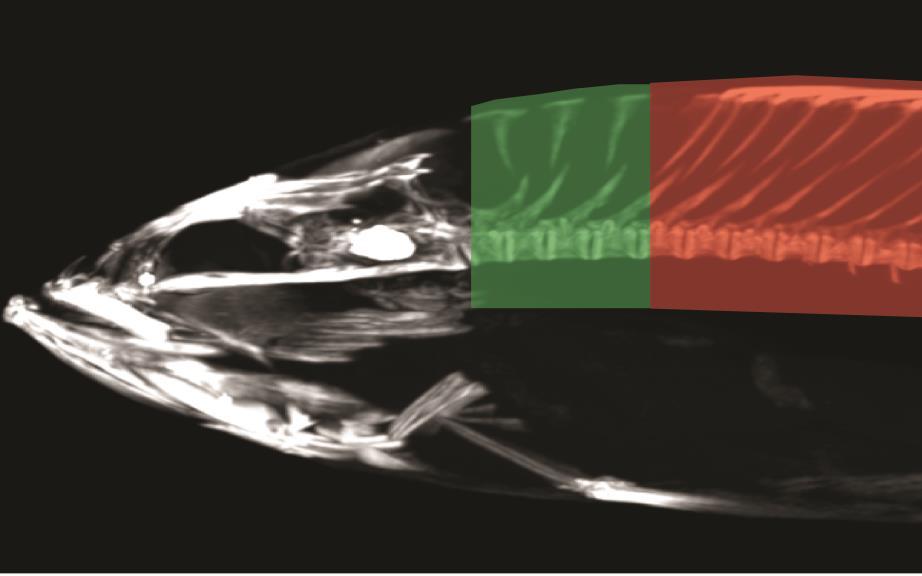 Figure 4. CT scan showing a lateral view of the skeletal morphology in largemouth bass (Micropterus salmoides).