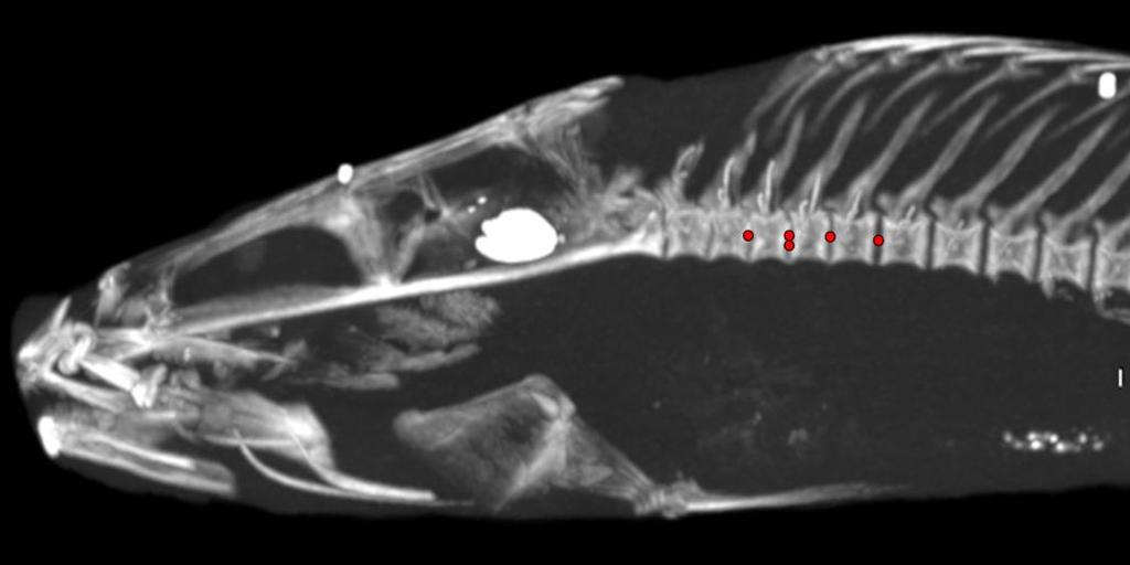 Cranial Elevation (Degrees) 40 35 30 25 20 15 10 Largemouth Surfperch Sculpin 5 0 1 2 3 4 5 6 7 Axis of Rotation (Joint) Figure 7.