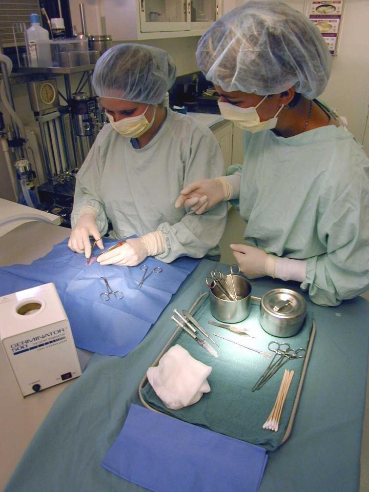 AUP, or in a SOP; Aseptic surgery; Proper use of analgesia and anesthesia; The number