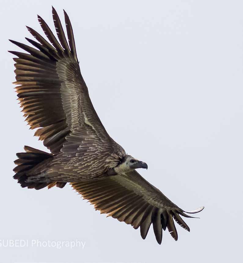 1 Vulture Conservation Action Plan for