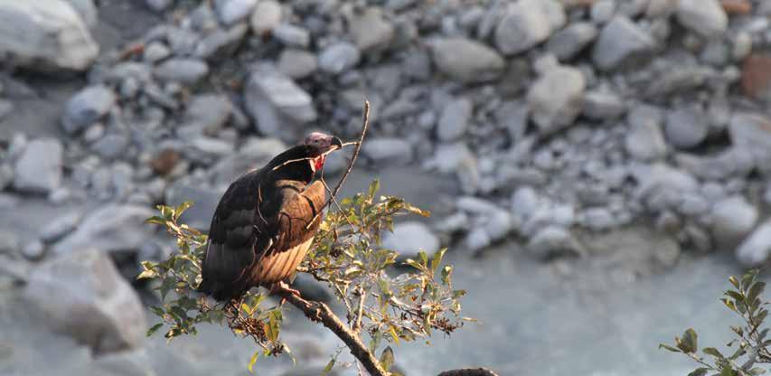 10 Photo Rajendra Gurung/BCN Red-headed Vulture resources within the buffer zone.