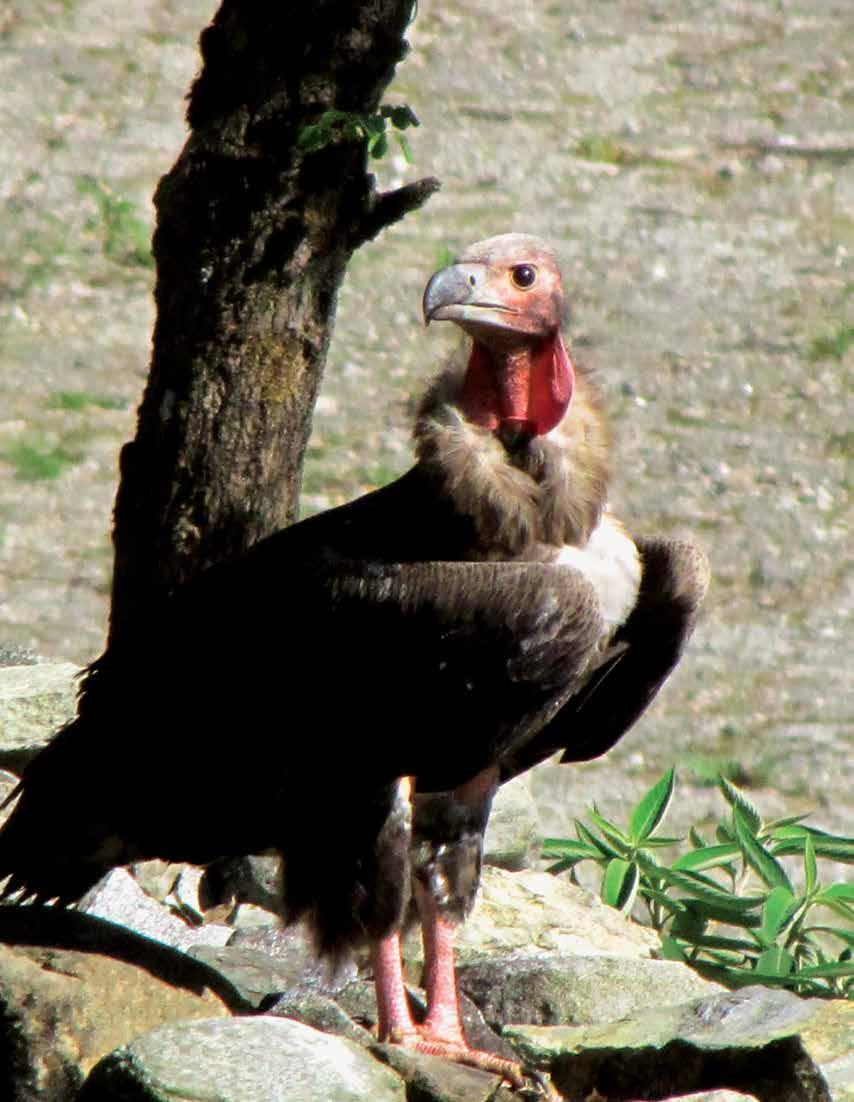 12 Photo Jyotendra Jyu Thakuri/BCN Red-headed Vulture 12 V u l t