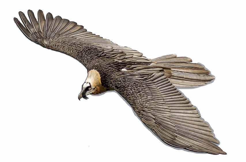 Vulture Conservation collaboration Action