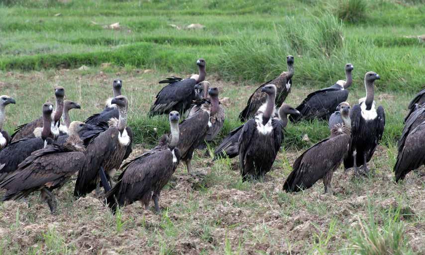 vii 2.9 Summary of the budget... 21 REFERENCES...23 ANNEXES...26 ANNEX-I: Five Years Costing of Vulture Conservation Action Plan (2015-2019).