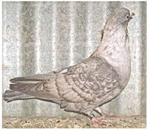 pigeons with their pattern marking showing.