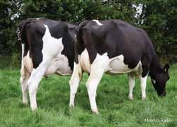 Components Irish aughters have averaged 6237kgs @4.46%F & 3.