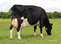 uperbell (WB) 518kgs Milk olids Great All-Rounder Irish aughters have averaged 6583kgs @4.18%F & 3.69%Pr B.