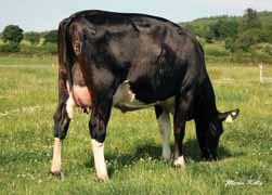 Curra Royal Erica 2: am 505kgs Milk olids High olids, Robust Cows Irish aughters have averaged 6392kgs @4.