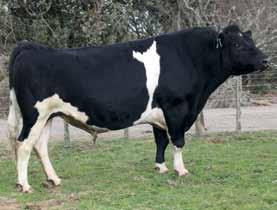 NOMA 21 EUAi pring 2018 APY Arrieta Nomad (KIWICRO ) 9588dtrs / 2245herds HB No: 62000000510033 ource: NZ F12 / J4 aaa: 465231 OB: 09.08.