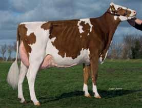 74 trong Udder epth +2.26 20cm Abve Teat Placement +0.00 Close Teat Length +1.46 Long Feet & Legs +1.25 Overall Udder +1.48 Overall Type +1.