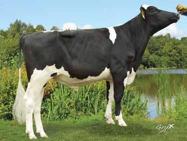 81 58% MAINTENANCE - 8 37% urvival (%) 2.14 53% MANAGEMENT 11 42% Harmony VG86: am High Milk ire with 40kgs of olids. Cashcoin from the Rolls Family. Udders. Offer applies to Conventional emen Only.