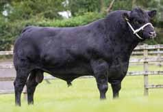 20% 44% Rel Breed Avg. 2.19%; All Breeds Avg. 4.49% Gestation Length 280 days UK Proof Proven Easy Calving in the UK on Heifers.