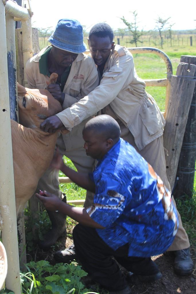 Pastoralists and ranchers were most interested in discovering if Q Fever was in the livestock populations, and if it was to what degree it had infected the animals.
