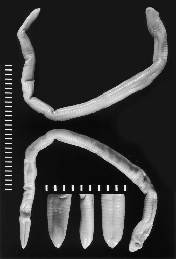 96 S. P. LOADER ET AL. Fig. 2. Scolecomorphus vittatus BMNH 1986.609.