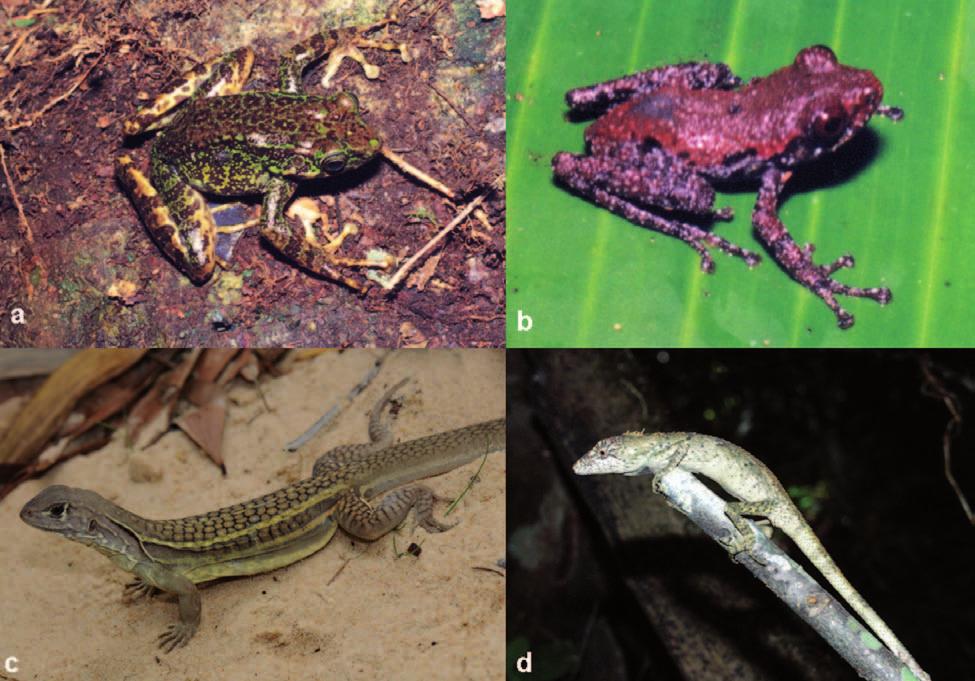 New amphibians and reptiles from Vietnam 139 Fig. 1. a) Odorrana geminata from Ha Giang Province, Photo T.Q. Nguyen; b) Theloderma lateriticum from Lao Cai Province, Photo T.Q. Nguyen; c) Leiolepis ngovantrii from Ba Ria Vung Tau Province, Photo L.