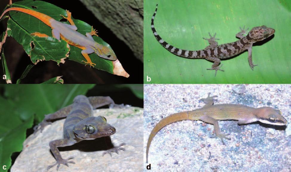 140 Thomas Ziegler & Truong Quang Nguyen Fig. 2. a) Cnemaspis psychedelica from Ca Mau Province, Photo L.L. Grismer; b) Cyrtodactylus cattienensis from Dong Nai Province, Photo P.
