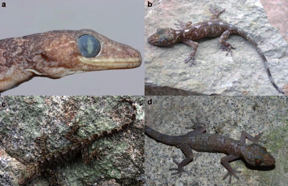 142 Thomas Ziegler & Truong Quang Nguyen Fig. 3. a) Portrait of preserved Gekko canhi from Lang Son Province, Photo T. Ziegler; b) Gekko russelltraini from Dong Nai Province, Photo T.V.