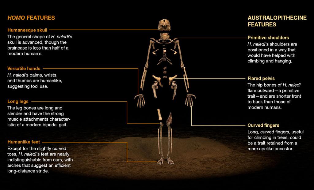 6 QUESTION THREE: Homo naledi The first hominin fossils found in Africa were discovered in South Africa in the 1920s and named Australopithecus africanus.